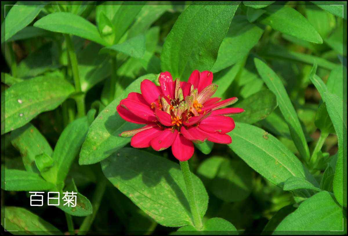 菊科植物有哪些-菊科植物有哪些中药材