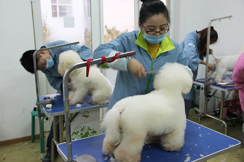 宠物美容学校苏州-苏州宠物美容师培训学校哪里好