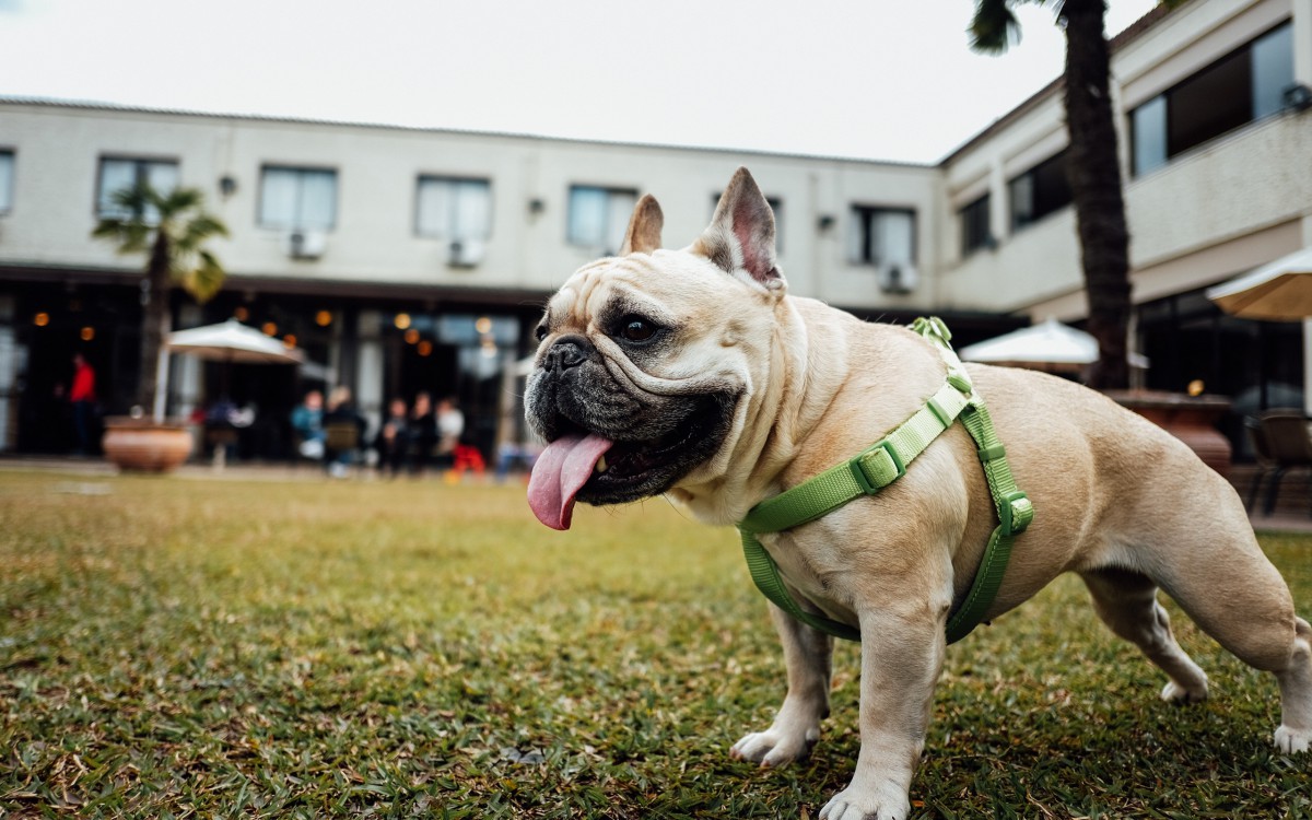 斗牛犬图片-胡锡进斗牛犬图片