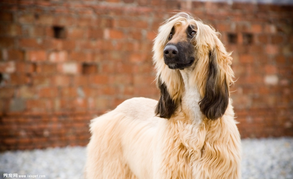 南京禁养犬名单-南京禁养犬名单及原因