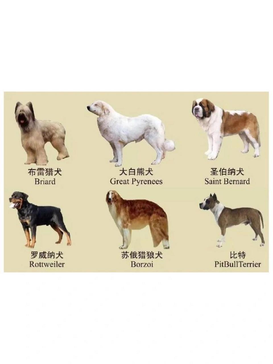 南京禁养犬名单-南京禁养犬名单及原因