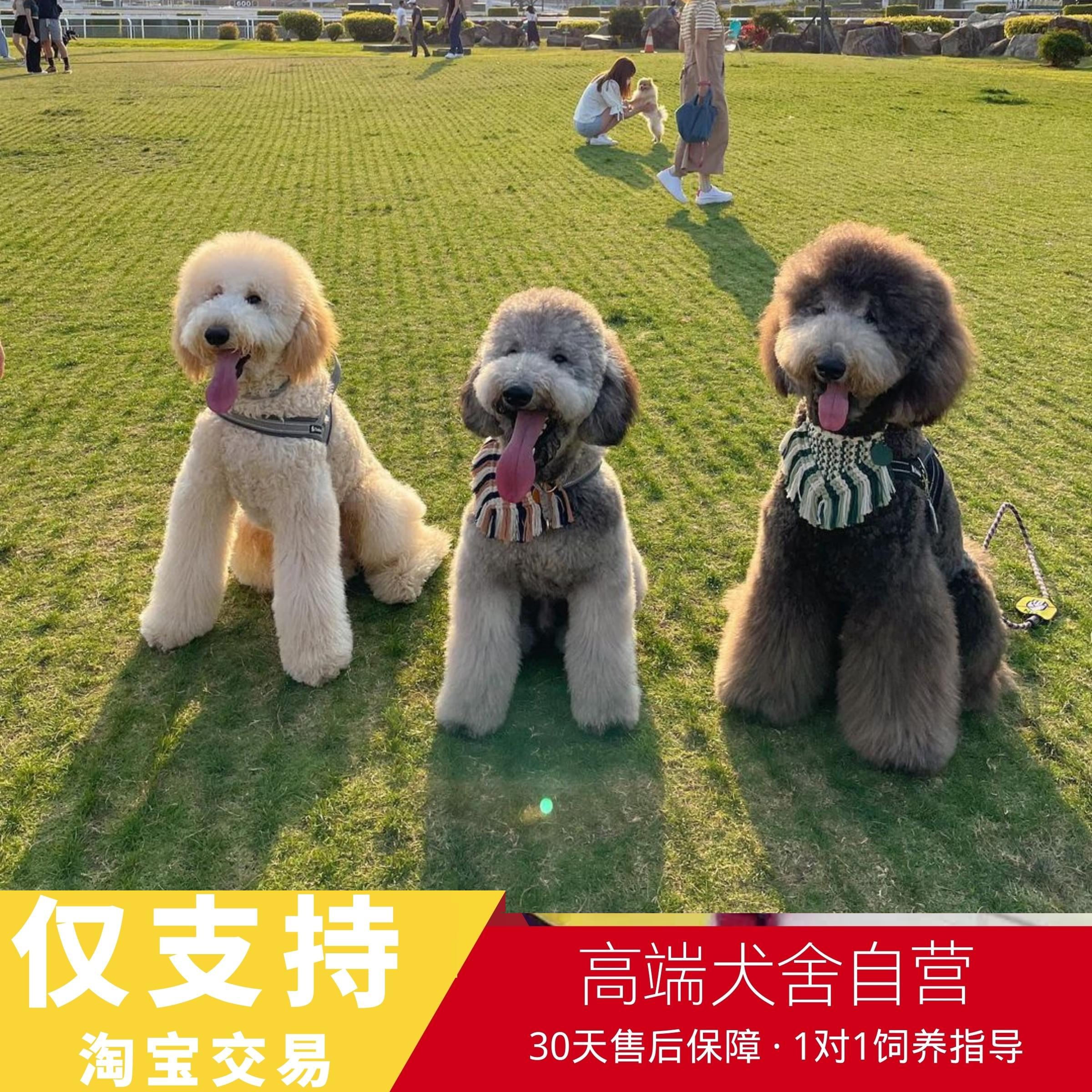 大型宠物犬-大型宠物犬品种