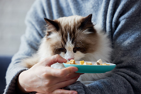 狗能吃猫粮吗-狗能吃猫粮吗两个月