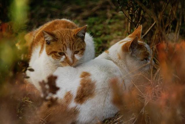 猫可以近亲繁殖吗-猫咪可以近亲繁衍吗