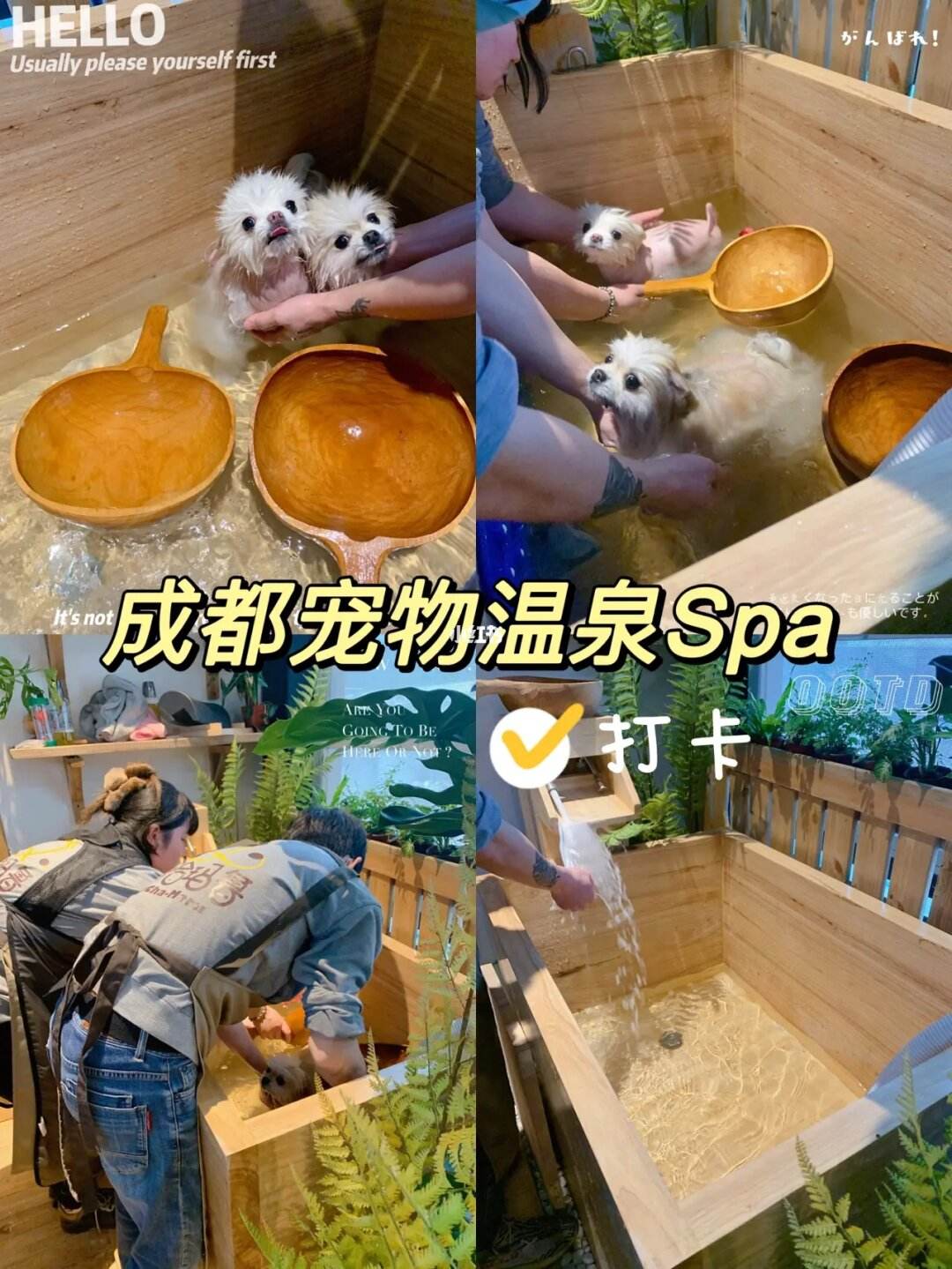 宠物spa泡多久-宠物spa收费标准