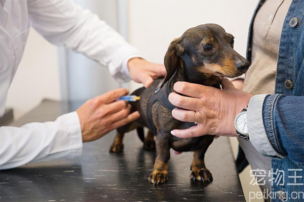 宠物狗没打狂犬疫苗-宠物狗没打狂犬疫苗被舔到嘴巴了